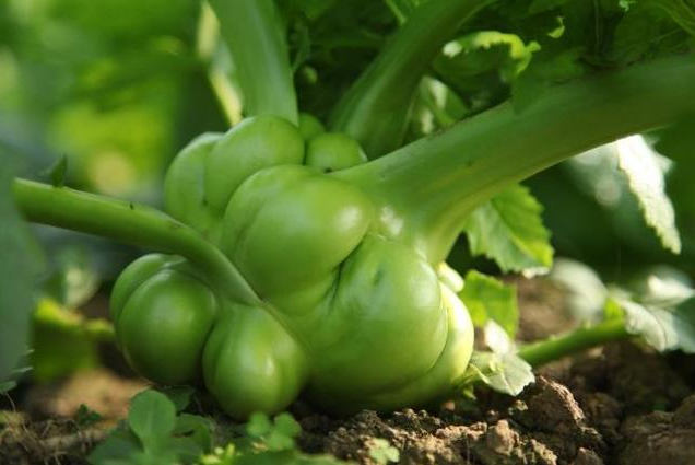 GA黄金甲(中国游)最新官方网站